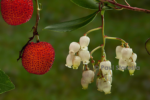 Arbutus unedo (arbousier)