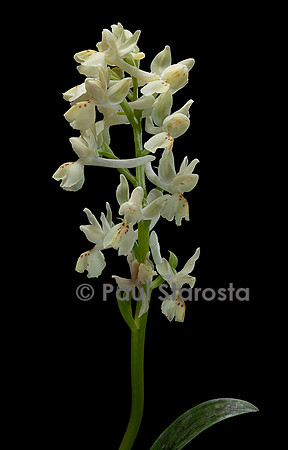Orchis provincialis (orchis de Provence)