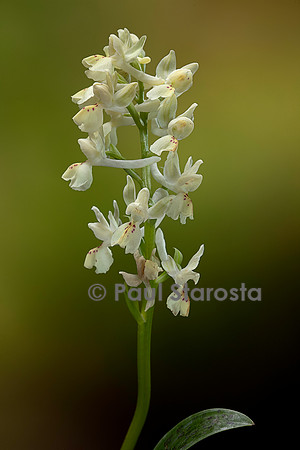 Orchis provincialis (orchis de Provence)