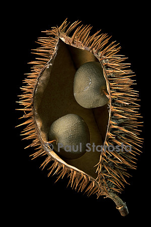 Guilandina bonduc (canique grise, cadoque) - fruit