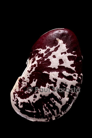 Phaseolus lunatus (haricot de Lima)