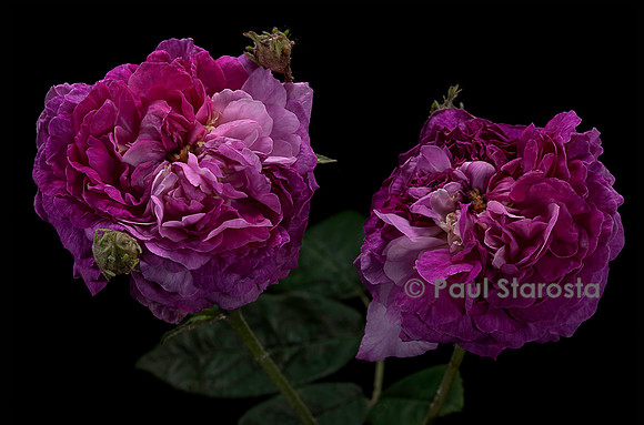 Rosa gallica ‘Bérénice’