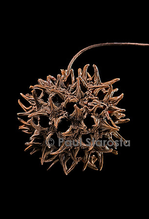 Liquidambar sp. (copalme, storax) - fruit