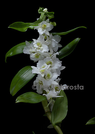 Dendrobium nobile (orchidée bambou)