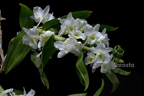 Dendrobium nobile (orchidée bambou)
