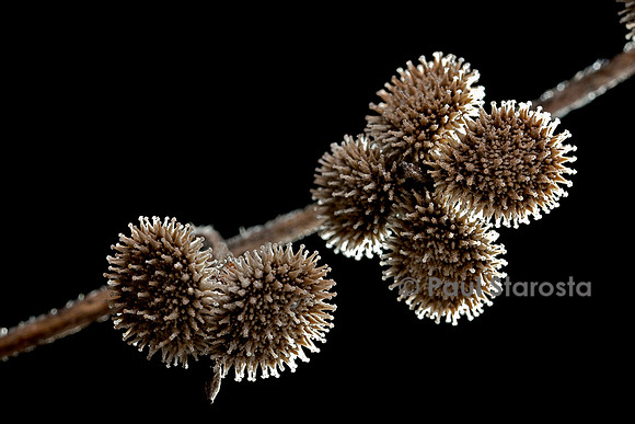 Cynoglossum creticum (cynoglosse)