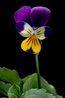 Viola tricolor (pensée sauvage, pensée tricolore)
