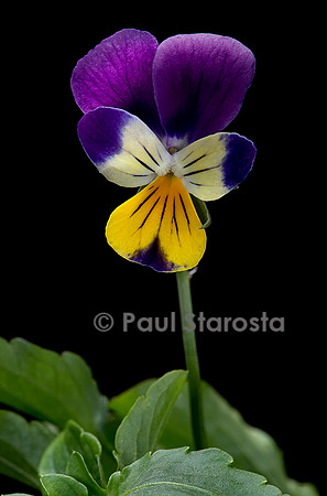 Viola tricolor (pensée sauvage, pensée tricolore)