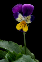 Viola tricolor (pensée sauvage, pensée tricolore)
