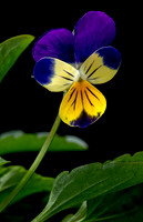 Viola tricolor (pensée sauvage, pensée tricolore)