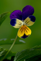 Viola tricolor (pensée sauvage, pensée tricolore)