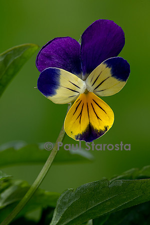 Viola tricolor (pensée sauvage, pensée tricolore)