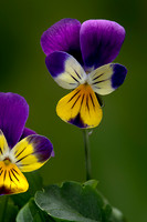 Viola tricolor (pensée sauvage, pensée tricolore)