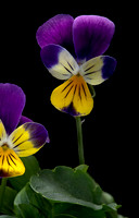 Viola tricolor (pensée sauvage, pensée tricolore)