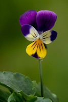 Viola tricolor (pensée sauvage, pensée tricolore)
