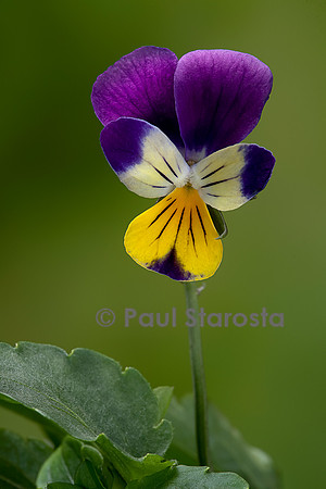Viola tricolor (pensée sauvage, pensée tricolore)