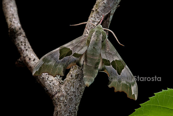 Mimas tiliae (shinx du tilleul)