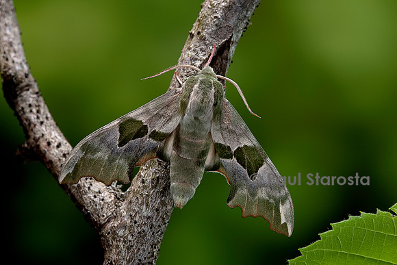 Mimas tiliae (shinx du tilleul)