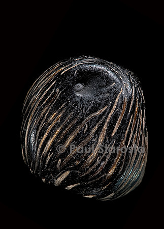 Elaeis guineensis (palmier à huile d’Afrique)