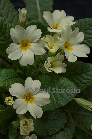 Primula vulgaris (primevère commune, primevère acaule, primevère sans tige)