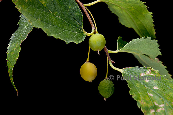 Celtis australis (micocoulier de Provence, micocoulier du Midi) - fruits