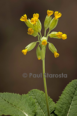 Primula veris (primevère officinale ou coucou)