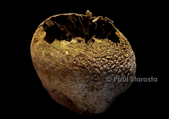 Calvatia utriformis (vesse-de-loup ciselée) - âgé