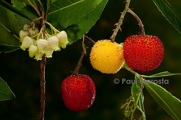 Arbutus unedo (arbousier)