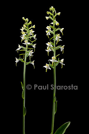 Platanthera chlorantha (platanthère à fleurs verdâtres, orchis verdâtre, orchis des montagnes)