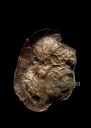 Pterocarpus sp. - fruit