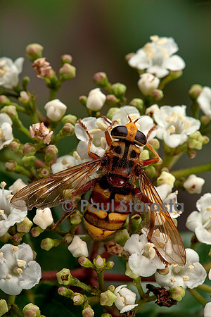 Milesia crabroniformis (milésie faux frelon)