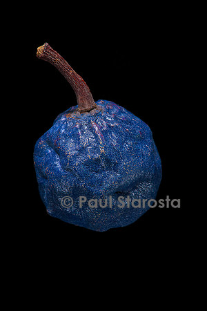 Elaeocarpus angustifolius (larme de Shiva, cerisier bleu) - fruit
