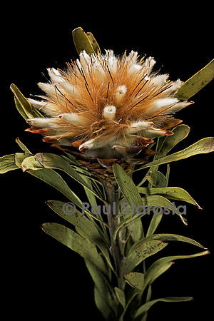 Leucadendron rubrum - fruit