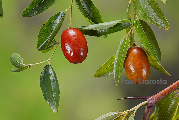 Ziziphus jujuba (jujubier) - fruit (jujube)