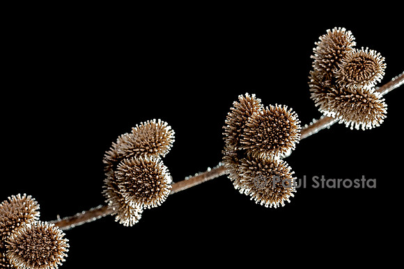 Cynoglossum creticum (cynoglosse)