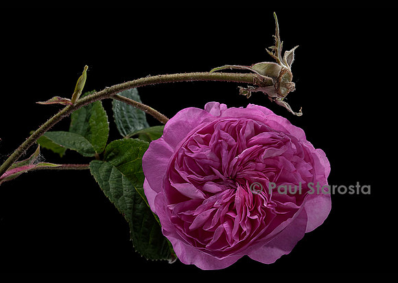 Rosa X damascena ‘Œillet Rose’