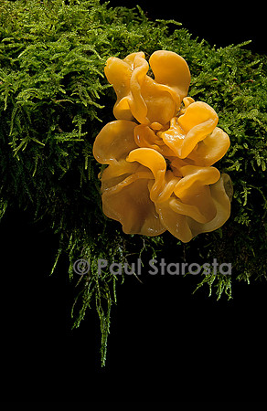 Tremella mesenterica (trémelle mésentérique)
