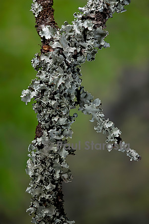 Lichens foliacés sur des branches