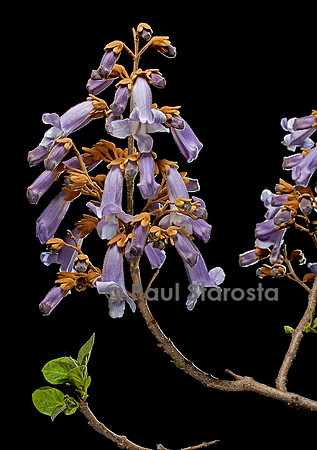 Paulownia tomentosa - fleurs