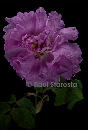 Rosa gallica ‘Belle Hélène’