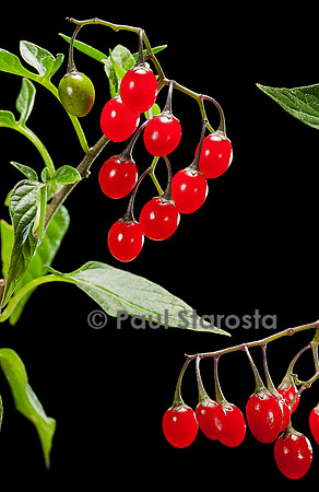 Solanum dulcamara (douce-amère) - fruits