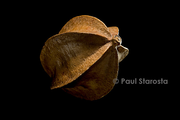 Combretum obscurum (voatamenaka) - fruit