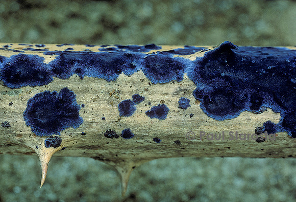 Terana caerulea