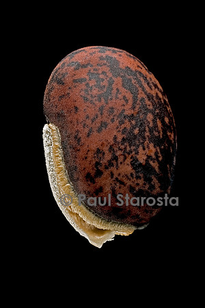 Lablab purpureus (pois antaque, dolique d'Égypte)