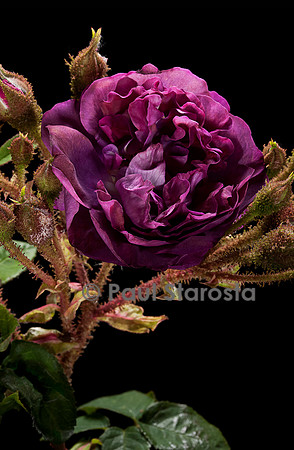 Rosa X centifolia muscosa ‘Mousseux du Japon’