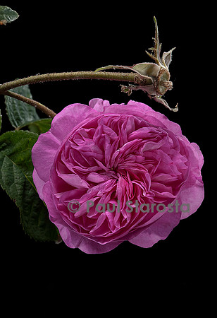 Rosa X damascena ‘Œillet Rose’
