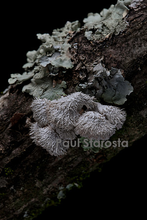 Schizophyllum commune (schizophylle commun) - et lichen sur une branche