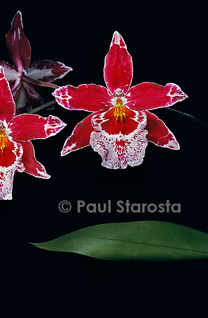 Vuylstekeara Cambria ‘Plush’