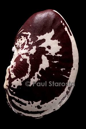 Phaseolus lunatus (haricot de Lima)