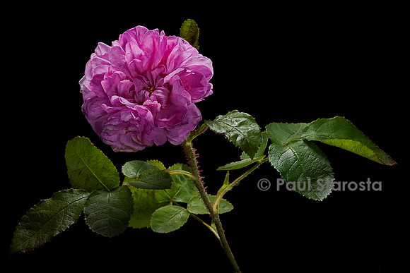 Rosa X centifolia ‘René d'Anjou’